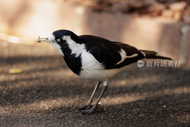 雌性喜鹊云雀(Grallina cyanoleuca)，喙中衔着一只小昆虫